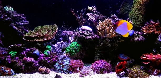 istock Dream Saltwater Coral Reef Aquarium 1127881379