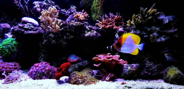 istock Dream Saltwater Coral Reef Aquarium 1127881448