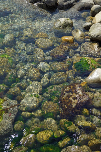 istock Wild Atlantic Way  Underwater life on the coast at St Johns  Point 1127882707