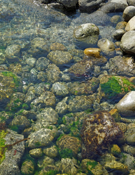 istock Wild Atlantic Way  Underwater life on the coast at St Johns  Point 1127882711