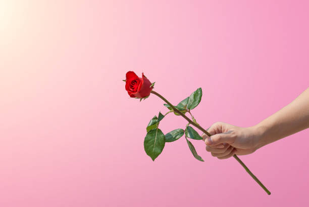 nahaufnahme der hand, die rote rose vor rosa hintergrund hält - single flower close up flower head rose stock-fotos und bilder