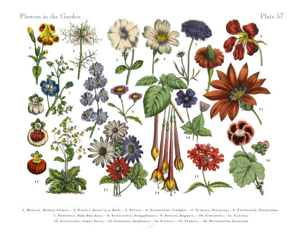 Flowers of the Garden, Victorian Botanical Illustration Very Rare, Beautifully Illustrated Antique Engraved Victorian Botanical Illustration of Flowers of the Garden: Plate 57, from The Book of Practical Botany in Word and Image (Lehrbuch der praktischen Pflanzenkunde in Wort und Bild), Published in 1886. Copyright has expired on this artwork. Digitally restored. calceolaria stock illustrations