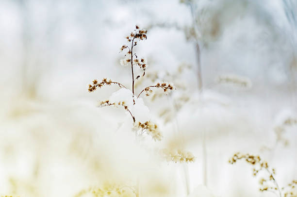 istock Wonderful dried flower in winter 112788542