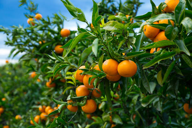 Closeup of ripe mandarins on tree