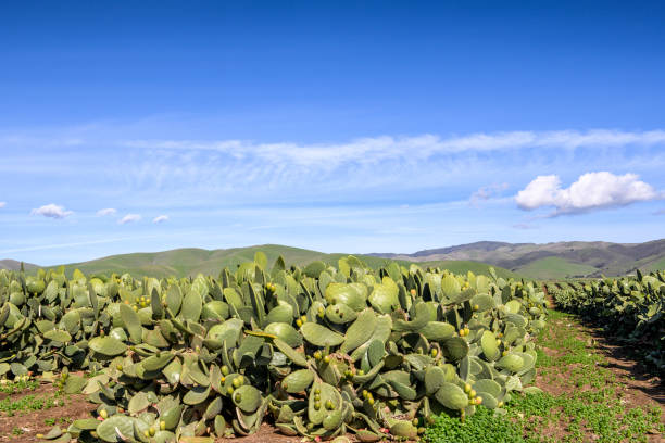 istock Prickly Pear Cactus Farm with Gabilan Mountain Range in Background 1127891388