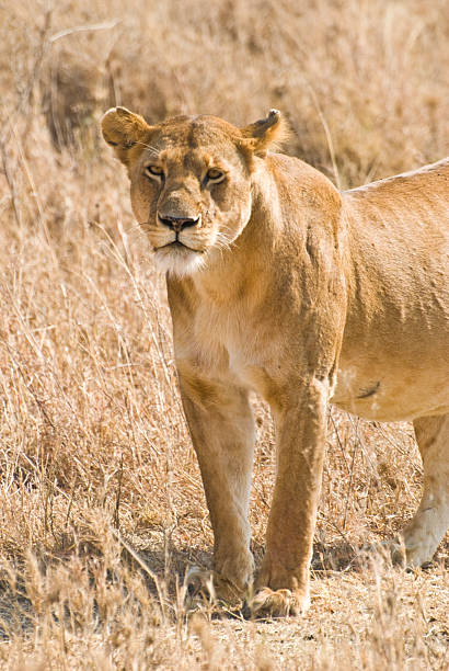 istock lioness in the savannah 112789227
