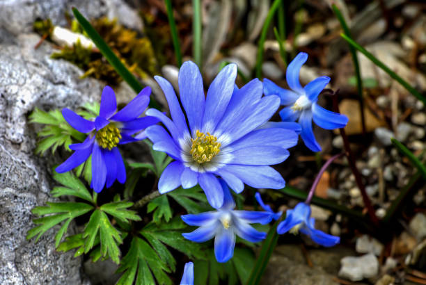 Anemone nemorosa Blue Queen blossoms in the garden in spring. High quality photo