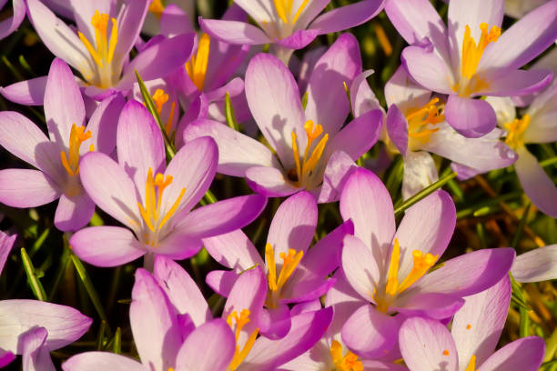 istock Spring awakening, flowers of crocuses on meadow in spring 1127892784