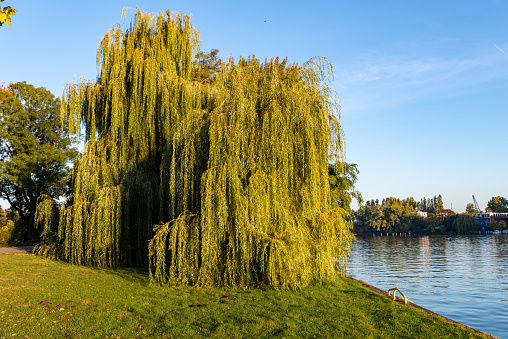 mourning willow in early morning light on a meadow near a calm river