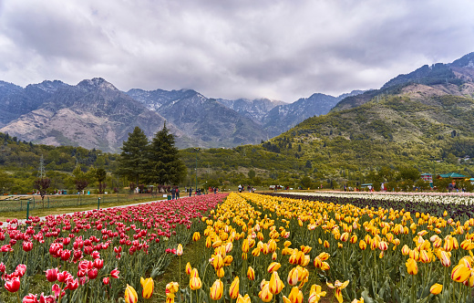 Tulip garden at the foot of the mountains in Srinagar