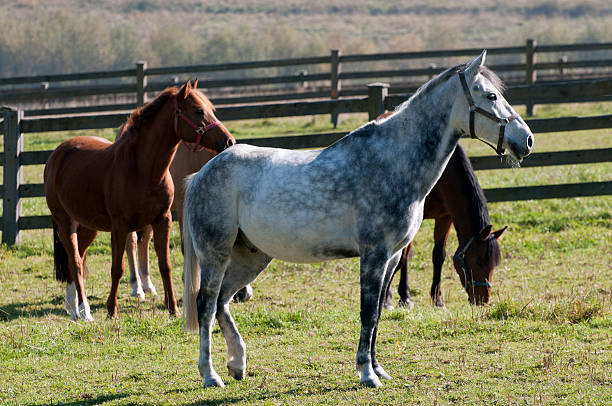 istock Horses to the ranch 112789412
