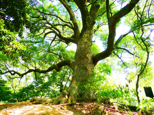 istock Lush green tree in the mountains 1127894557