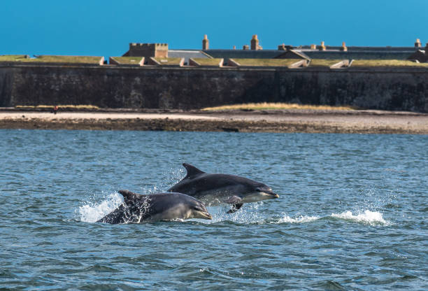 equipe de golfinho pulando no moray firth em frente a fort george, perto de inverness, na escócia - dolphin jumping sea animal - fotografias e filmes do acervo