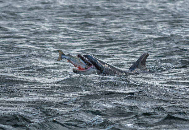 Bottlenose Dolphin Swallows A Catched Wild And Bloody Salmon At The Moray Firth Near Inverness In Scotland stock photo