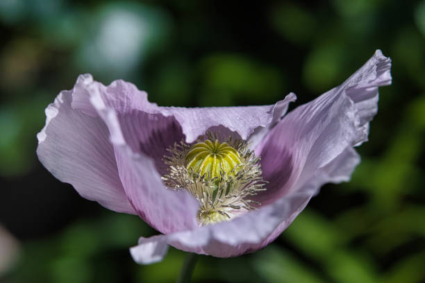 Idylic Lilac and Purple Breadseed Poppy Flower in the wind on a green spring garden. Gentle movements in the spring breeze. Opium Poppy (Papaver Somniferum) stock photo