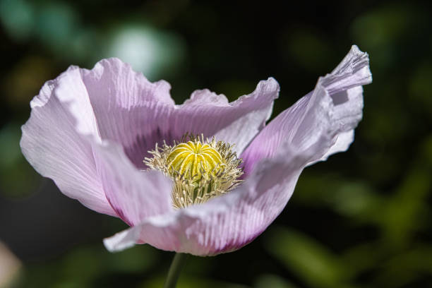 Fragile Lilac and Purple Breadseed Poppy Flower in the wind on a green spring garden. Gentle movements in the spring breeze. Opium Poppy (Papaver Somniferum) stock photo