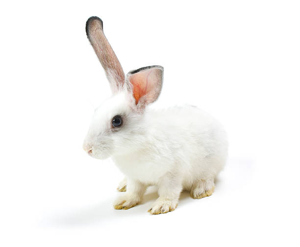 istock Happy New Year of rabbit 112789789