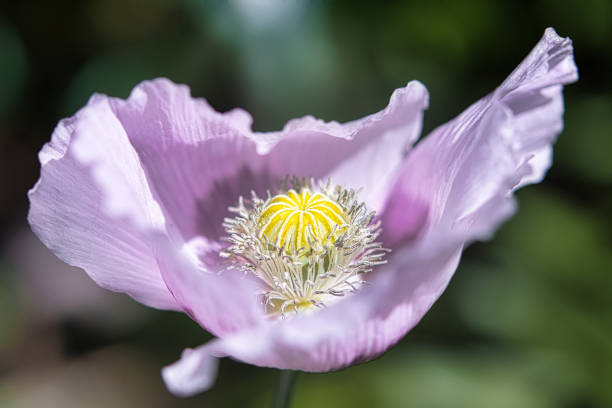 Bright Lilac and Purple Breadseed Poppy Flower in the wind on a green spring garden. Gentle movements in the spring breeze. Opium Poppy (Papaver Somniferum) stock photo