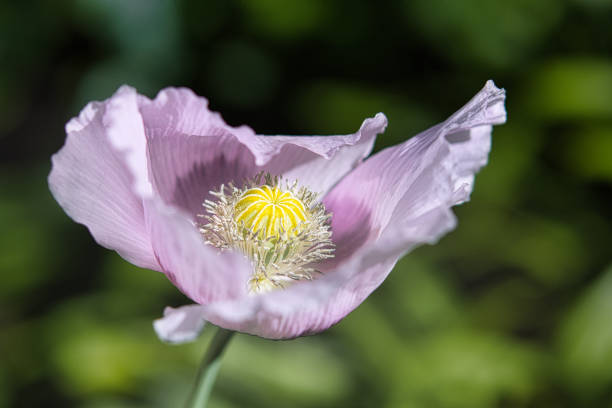 Delicate Lilac and Purple Breadseed Poppy Flower in the wind on a green spring garden. Gentle movements in the spring breeze. Opium Poppy (Papaver Somniferum) stock photo