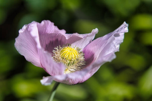 Colorful Lilac and PurpleBread seed Poppy Flower in the wind on a green spring garden. Gentle movements in the spring breeze. Opium Poppy (Papaver Somniferum) stock photo