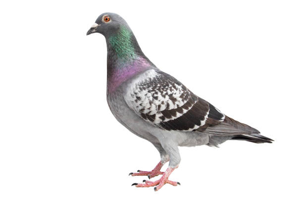 istock check pattern feather of speed racing pigeon isolated white background 1127900103