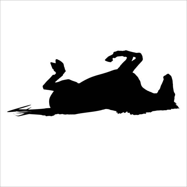 Horse lies on his back vector art illustration