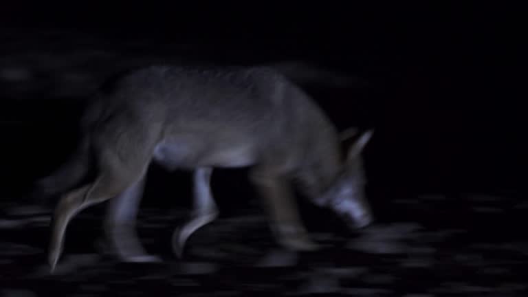 Wolf (Canis lupus) Western Caucasus