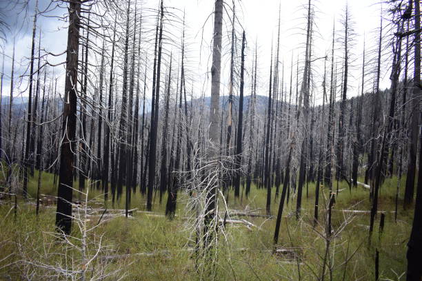istock A forest of dead trees after a wildfire 1127904214