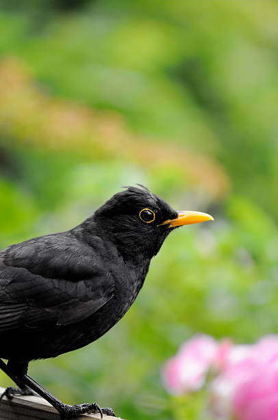 female common blackbird on the green background close-up