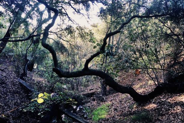 istock A Wet Oak Tree Trunk in the Forest 1127906144