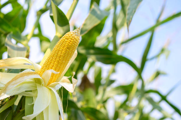 mazorca de maíz amarillo con núcleos fijados a la cob en el tallo en el cultivo de maíz orgánico. - maíz tierno fotografías e imágenes de stock