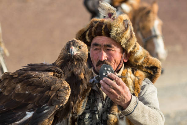 eagle hunter, while hunting to the hare holding a golden eagles on his arms. - independent mongolia fotos imagens e fotografias de stock