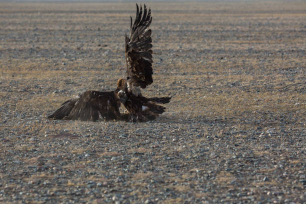 eagle hunter, while hunting to the hare holding a golden eagles on his arms. - independent mongolia fotos imagens e fotografias de stock