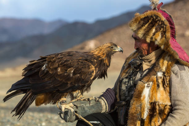 caçador de águia, enquanto caçava para a lebre segurando um águias douradas em seus braços. - independent mongolia fotos - fotografias e filmes do acervo