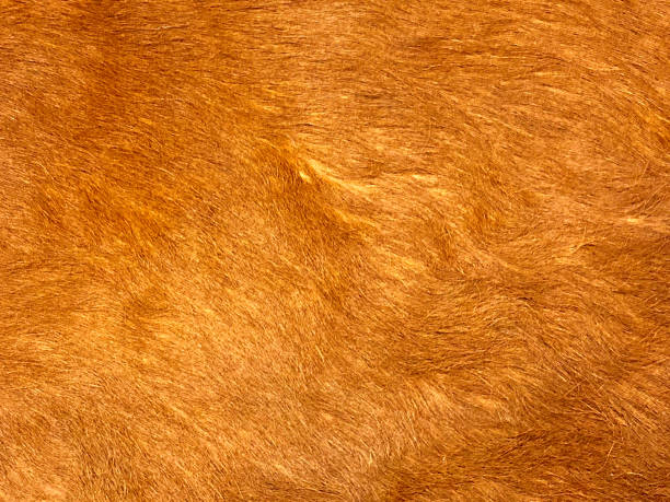 istock Full Frame Shot Of Dog Hair 1127910023