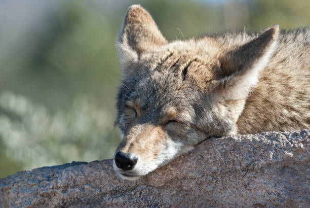 Coyote Sleeping on a Rock The coyote (Canis latrans), often mistaken for a domestic dog, inhabits most of North America from eastern Alaska to New England and south into Mexico and Panama. Coyotes are very adaptable to their habitat. In the Sonoran Desert, coyotes can be found in all habitats from desert scrub, grasslands, foothills as well as in populated neighborhoods. In the Sonoran Desert, depending on the season, coyotes will eat just about anything, including cactus fruit, mesquite beans, flowers, insects, rodents, lizards, rabbits, birds, and snakes. When hunting small animals, coyotes will hunt alone, stalking their prey and then pouncing. For larger animals, like deer, they will hunt in small packs and work together to kill the prey. This coyote was photographed in Tucson Mountain Park near Tucson, Arizona, USA. jeff goulden sonoran desert stock pictures, royalty-free photos & images