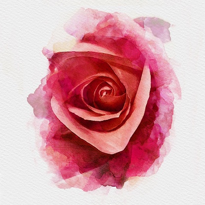 Red rose watercolor painting illustration