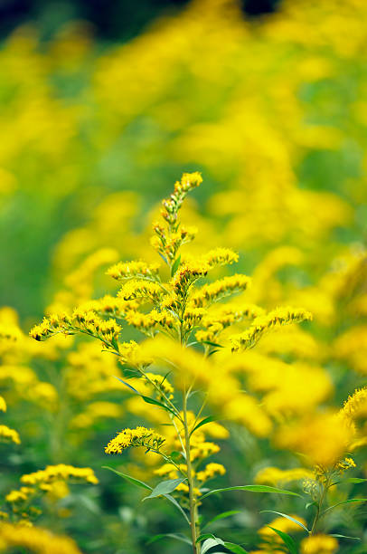 fiori selvatici gialli - bergwiese foto e immagini stock