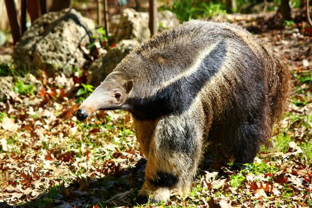 istock Giant Anteater in Zoo at Houston 1127911623