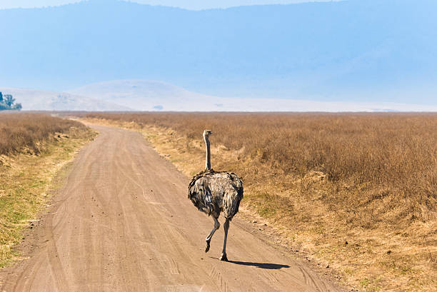 autruche sur la route - ostrich solitude loneliness walking photos et images de collection