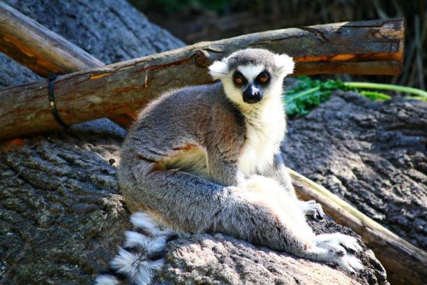 istock Ring-tailed lemur, Single lemur catta in the zoo 1127914600