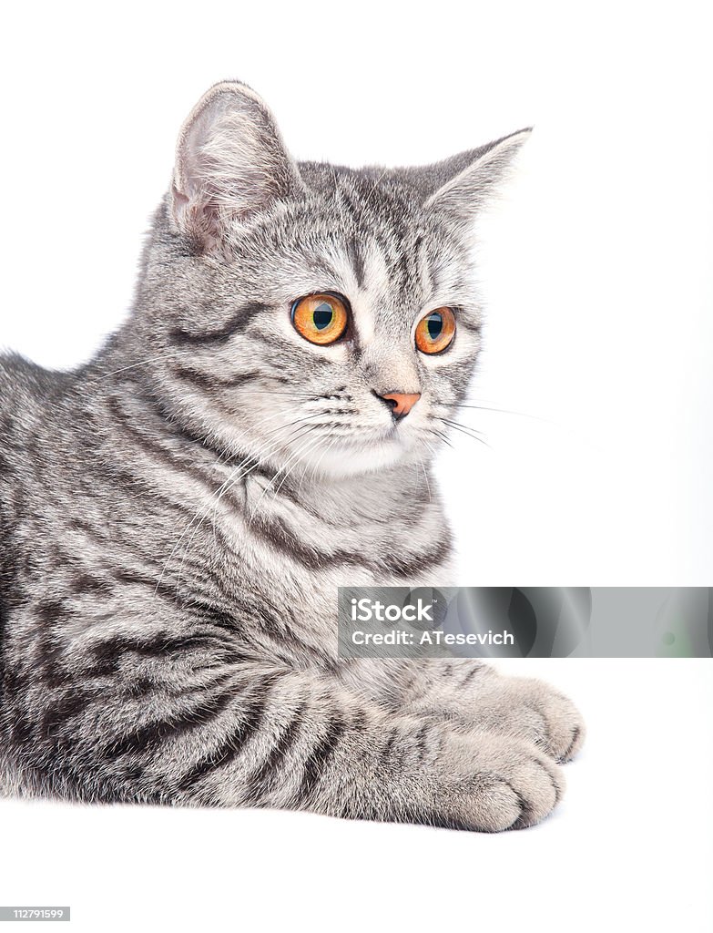 Gatto grigio isolato - Foto stock royalty-free di Animale