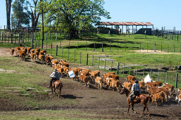 Tacuarembo, Uruguay - October 25, 2012: Gauchos (South American cowboys) collect the herd and drive it into the corral. Gaucho is a resident o the South American pampas