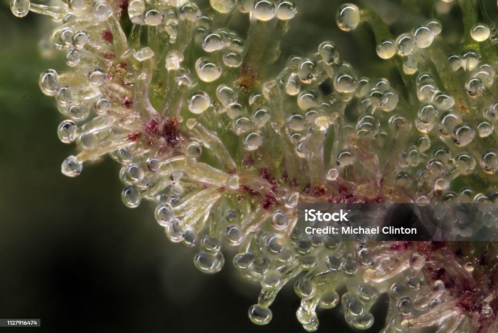 Cannabis Trichomes Macro photo of trichomes on a cannabis plant. Plant Trichome Stock Photo