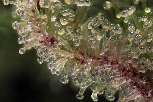 Cannabis Trichomes Stock Photo - Download Image Now - Plant Trichome,  Cannabis Plant, Macrophotography - iStock