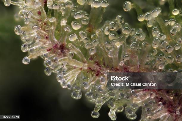 Cannabis Trichomes Stock Photo - Download Image Now - Plant Trichome, Cannabis Plant, Macrophotography