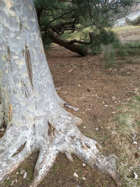 Lacebark pine tree at the botanical garden