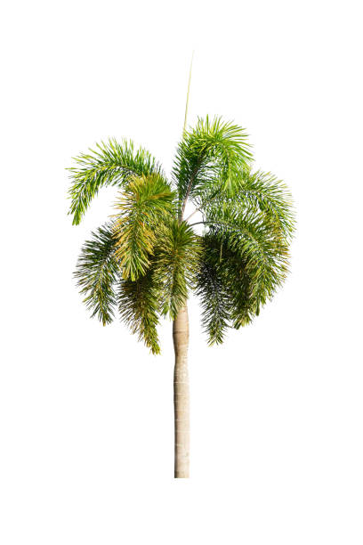istock Palm tree Ornamental plants  beautiful on white background 1127918050