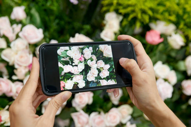 istock Woman photographing roses 1127919663