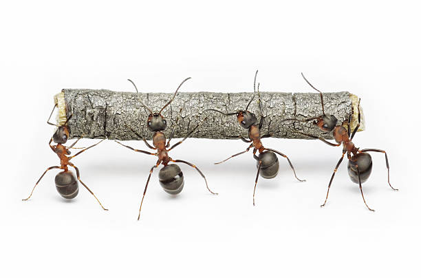 Ameisen tragen Protokoll, Teamarbeit – Foto